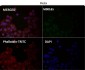 Anti-IRF3 Rabbit Monoclonal Antibody